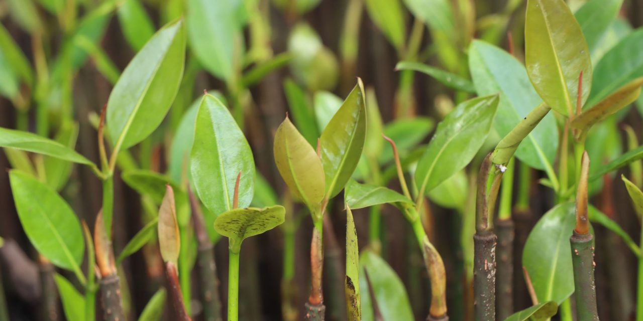 Bulgin commits to Waldom Electronics’ 1 % Sustainability Pledge