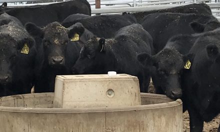 NeoMesh wireless sensor networks enable easy monitoring of remote Australian farm assets